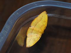 Heterolocha coccinea