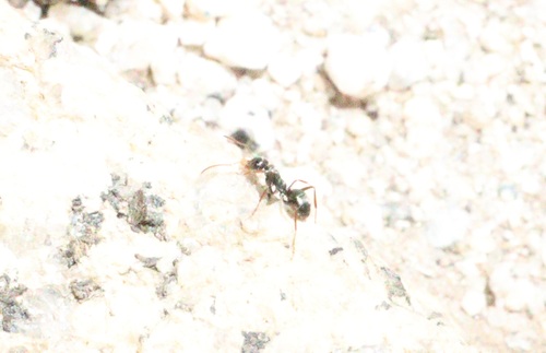 iNaturalist observation photo of Formicine Ants