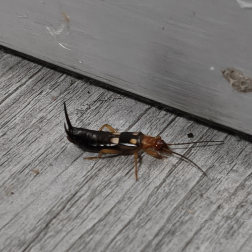 Smyrnean Earwig