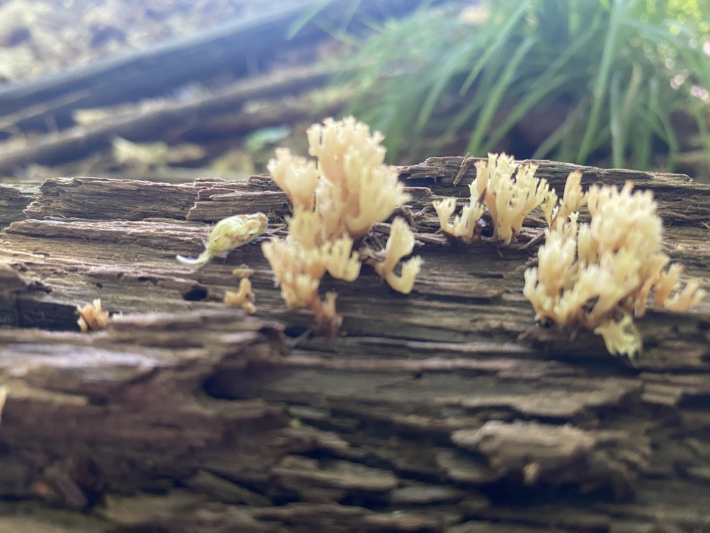 crown-tipped coral fungus · August 2026 · photo: Photo: no rights reserved · iNaturalist