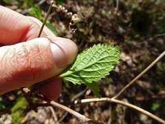 Hydrangea radiata