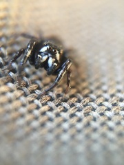Metaphidippus manni