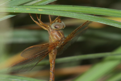 Neurocordulia xanthosoma