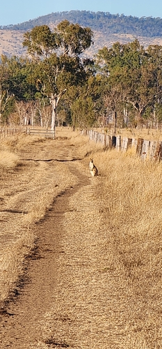 Agile Wallaby