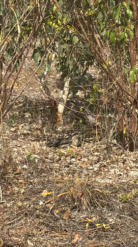 Bush Stone-curlew