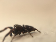 Metaphidippus manni