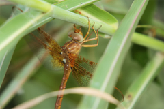 Neurocordulia xanthosoma