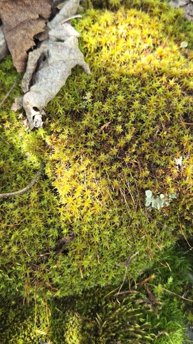 Star Moss