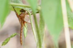 Neurocordulia xanthosoma