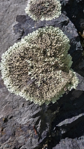 rock greenshield lichen