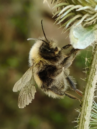 White-tailed Bumble Bee