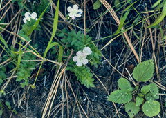 Phacelia platycarpa