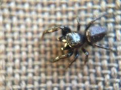 Metaphidippus manni