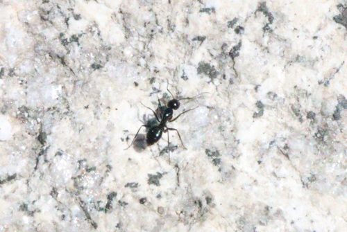 iNaturalist observation photo of Formicine Ants