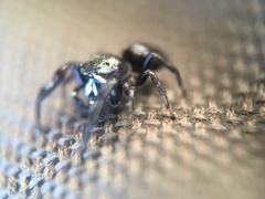Metaphidippus manni