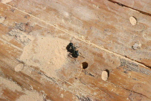 iNaturalist observation photo of Carpenter Ants, Typical Sugar Ants and Allies