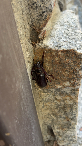 iNaturalist observation photo of California Root Borer