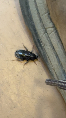 iNaturalist observation photo of Western Wood Cockroach