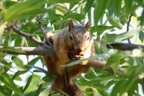 Mexican Fox Squirrel observed by bsalazar89