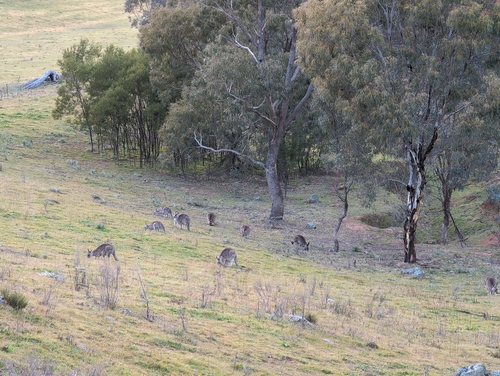 Eastern Grey Kangaroo