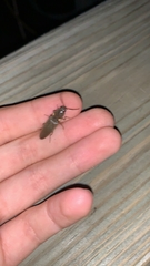 Deilelater physoderus