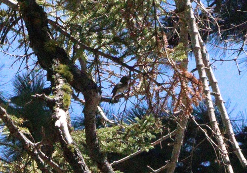 iNaturalist observation photo of Empidonax Flycatchers