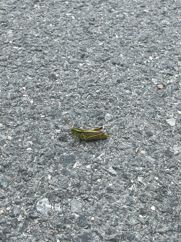 Two-striped Grasshopper