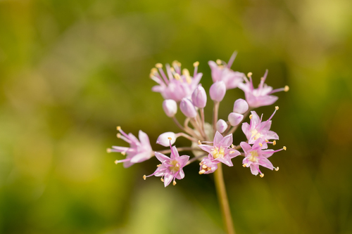 Prairie Onion