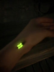 Deilelater physoderus