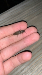 Deilelater physoderus