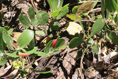 iNaturalist observation photo of Manzanita Leafgall Aphid
