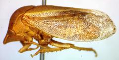 Proranus
