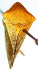 Proranus