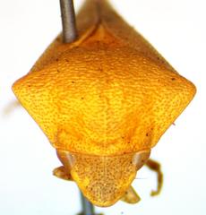 Proranus