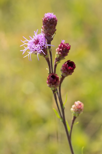 Rocky Mountain blazing star