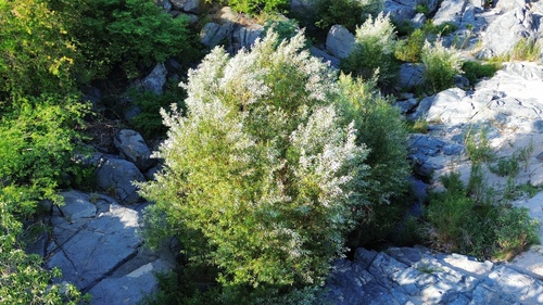 Salix bonplandiana