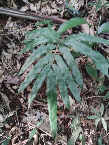 Salpichlaena volubilis, 2026-07-27