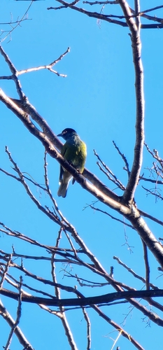 Australasian Figbird