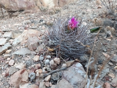 Eriosyce nigrihorrida