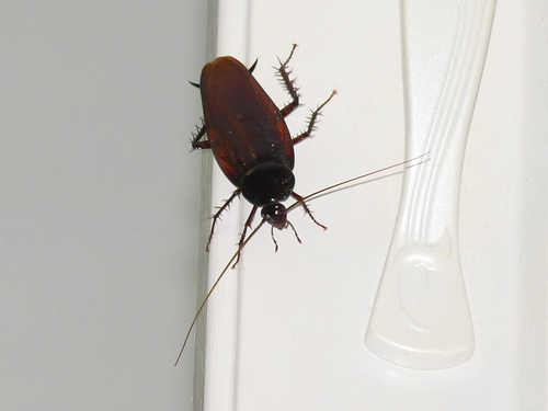 Smokybrown Cockroach