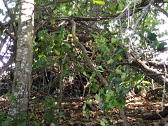 Neotoma fuscipes annectens