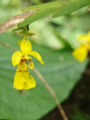 Lockhartia oerstedii