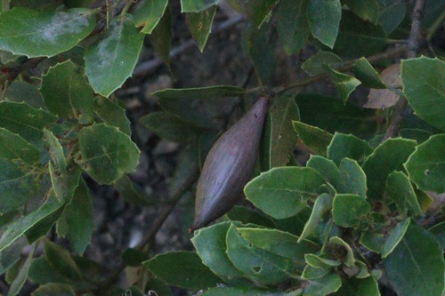 iNaturalist observation photo of Beaked Spindle Gall Wasp