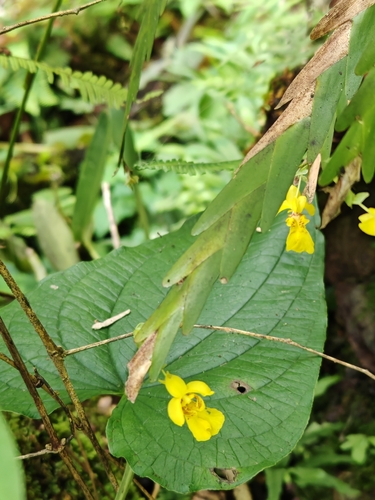 Lockhartia oerstedii, photograph 2