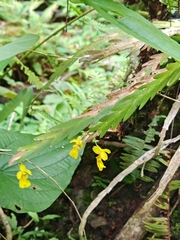 author not stated, no rights reserved Lockhartia oerstedii, photograph author not stated, no rights reserved