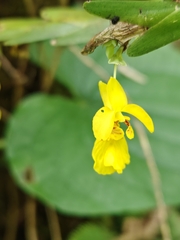 author not stated, no rights reserved Lockhartia oerstedii, photograph author not stated, no rights reserved