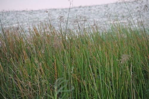 Eleocharis quadrangulata