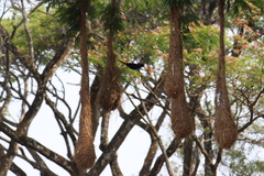 Psarocolius decumanus