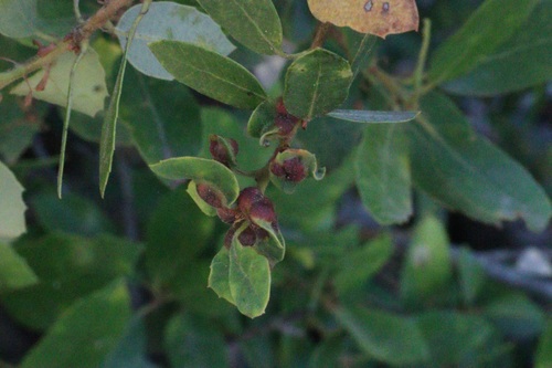 iNaturalist observation photo of Heteroecus flavens