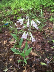 Penstemon pallidus